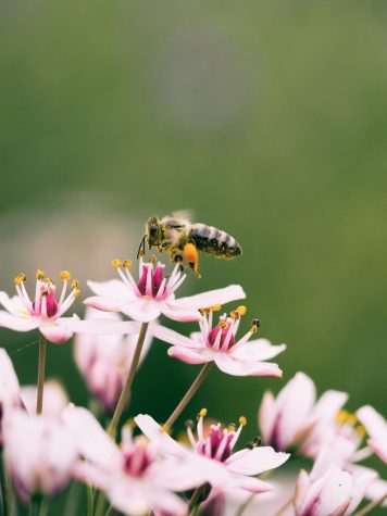 A bee pollinating flowers.