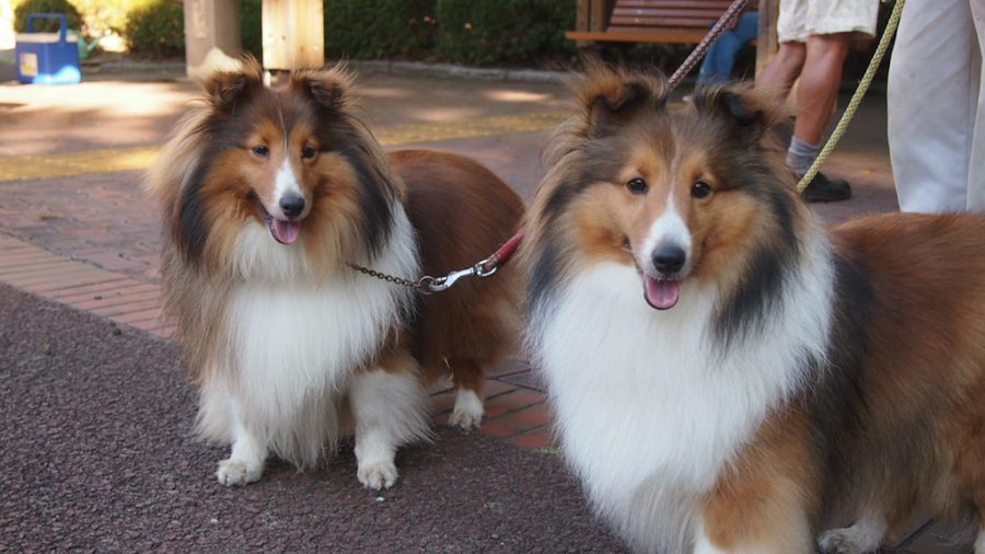 Two twin dogs. 