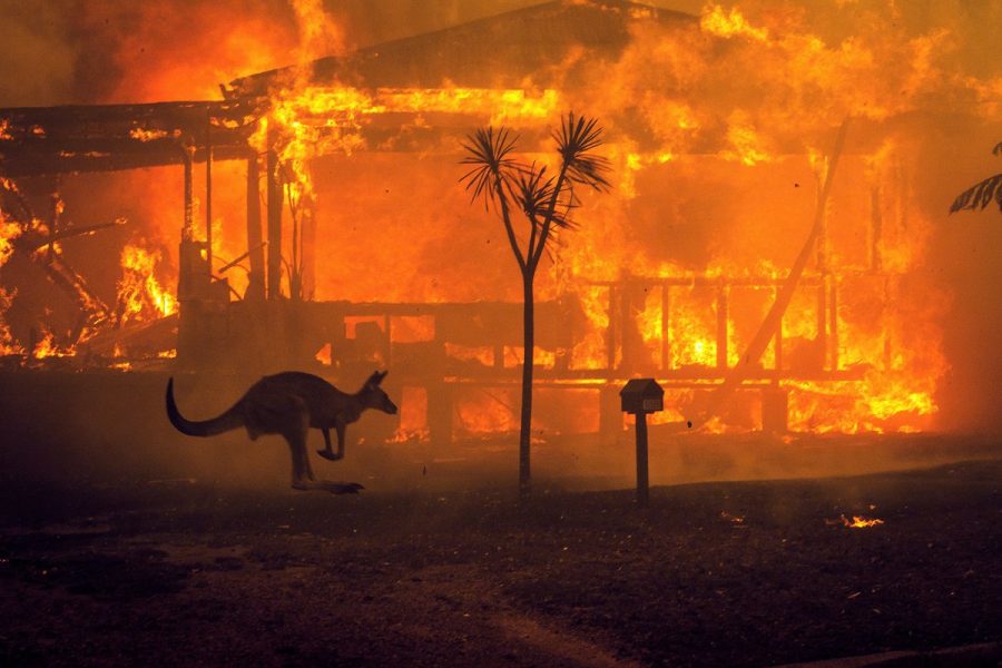 A+kangaroo+rushes+past+a+burning+house+in+Lake+Conjola%2C+Australia.+