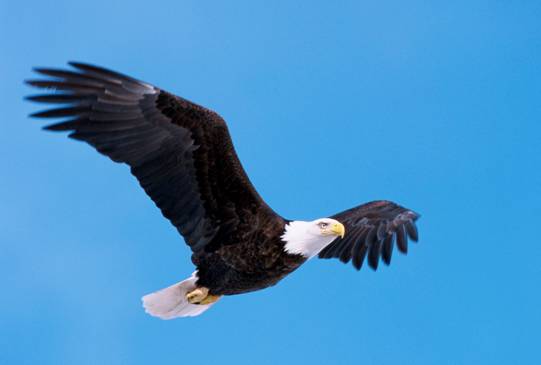 bald-eagle-endangered-species-coalition