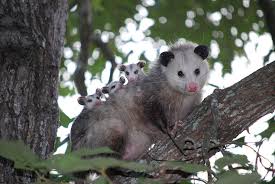 An adult opossum in a tree with its babies.