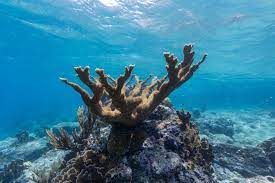 A Way to Preserve the Coral Reefs